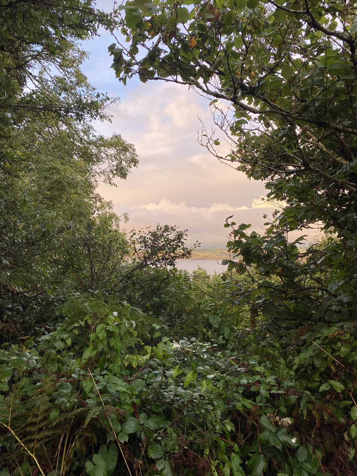 Forest foliage and a glimpse of an open horizon.