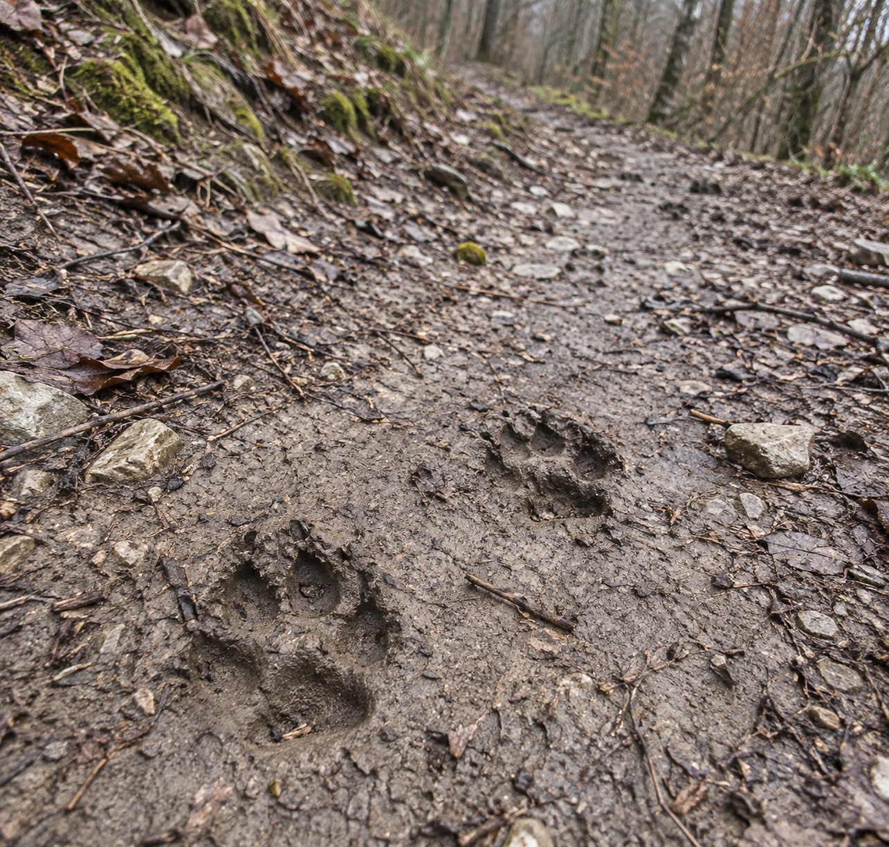 Large paw tracks pressed into a muddy forest path; track species is not established.